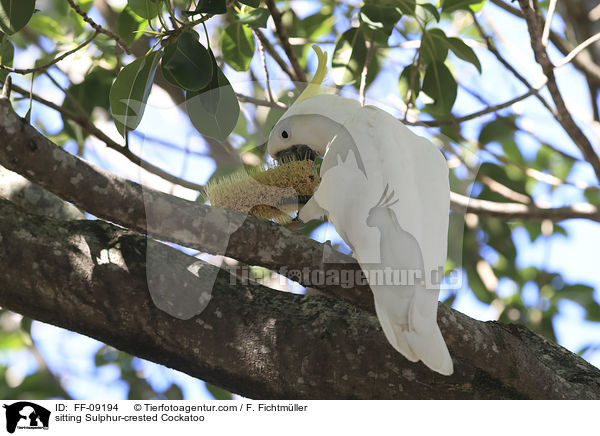 sitzender Gelbhaubenkakadu / sitting Sulphur-crested Cockatoo / FF-09194