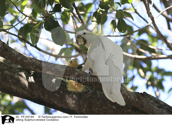 sitzender Gelbhaubenkakadu / sitting Sulphur-crested Cockatoo / FF-09195