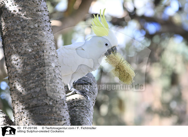 sitzender Gelbhaubenkakadu / sitting Sulphur-crested Cockatoo / FF-09196