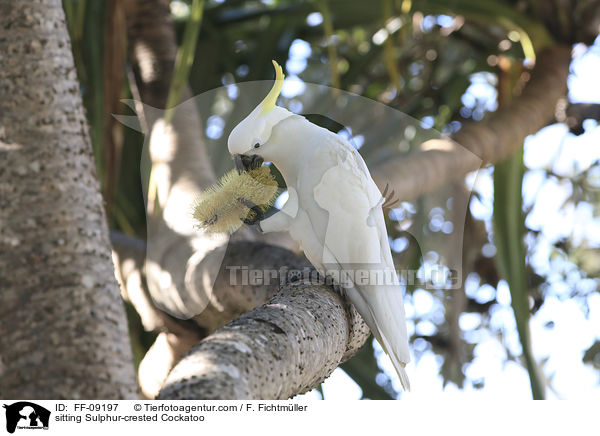 sitzender Gelbhaubenkakadu / sitting Sulphur-crested Cockatoo / FF-09197