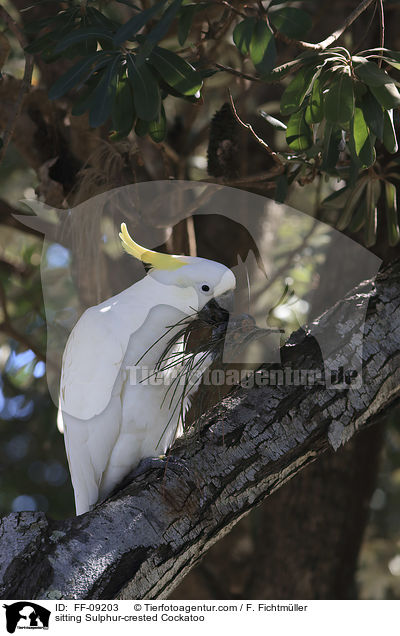 sitzender Gelbhaubenkakadu / sitting Sulphur-crested Cockatoo / FF-09203