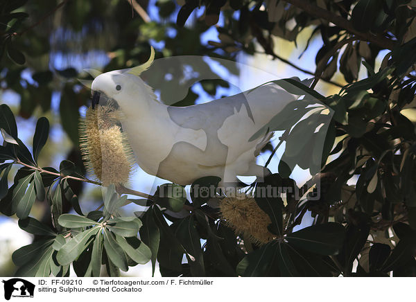 sitzender Gelbhaubenkakadu / sitting Sulphur-crested Cockatoo / FF-09210