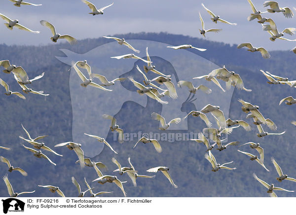 fliegende Gelbhaubenkakadus / flying Sulphur-crested Cockatoos / FF-09216