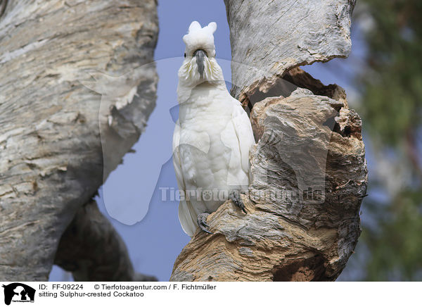 sitzender Gelbhaubenkakadu / sitting Sulphur-crested Cockatoo / FF-09224