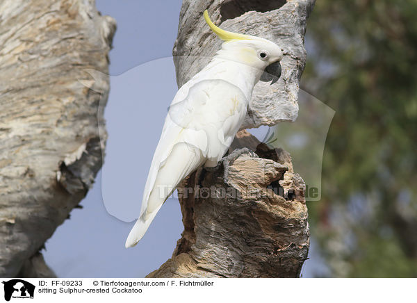 sitting Sulphur-crested Cockatoo / FF-09233