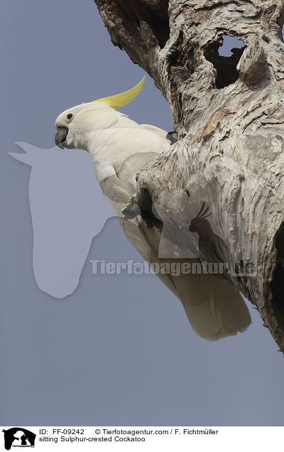 sitting Sulphur-crested Cockatoo / FF-09242