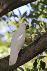 Sulphur-crested Cockatoo