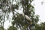 sitting Sulphur-crested Cockatoo