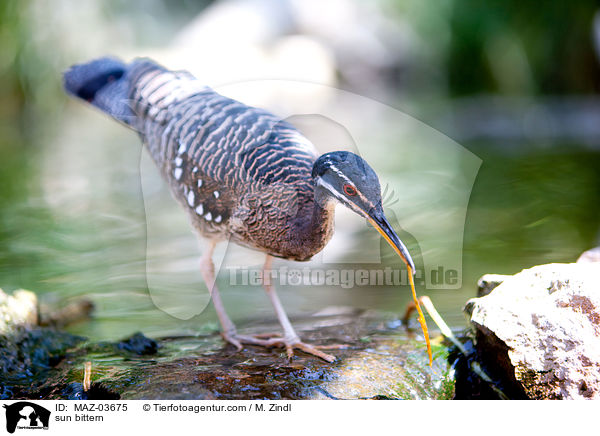 Sonnenralle / sun bittern / MAZ-03675