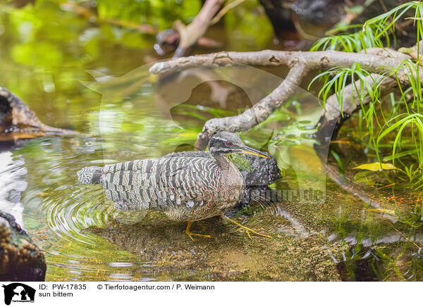 Sonnenralle / sun bittern / PW-17835