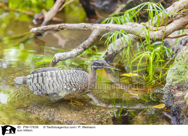 Sonnenralle / sun bittern / PW-17836