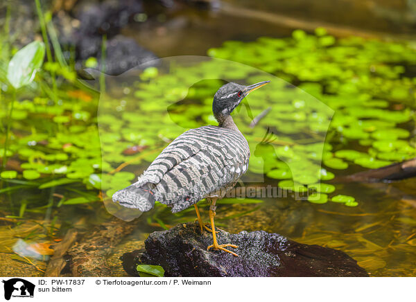 Sonnenralle / sun bittern / PW-17837