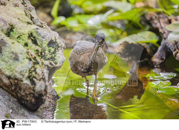 Sonnenralle / sun bittern / PW-17843