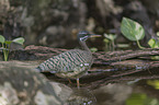 standing Sun Bittern