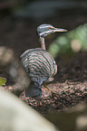 walking Sun Bittern