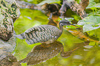 sun bittern