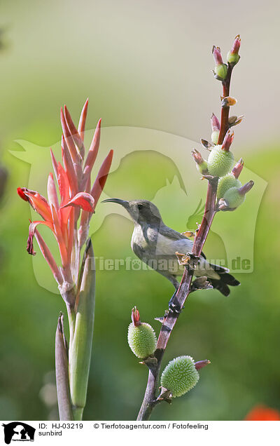 sunbird / HJ-03219