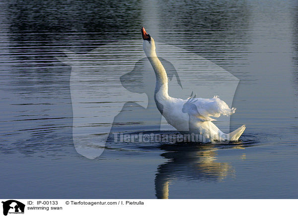 Schwan auf dem Teich / swimming swan / IP-00133