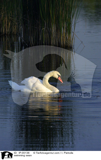 Schwan auf dem Teich / swimming swan / IP-00136