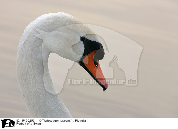 Portrait of a Swan / IP-00253