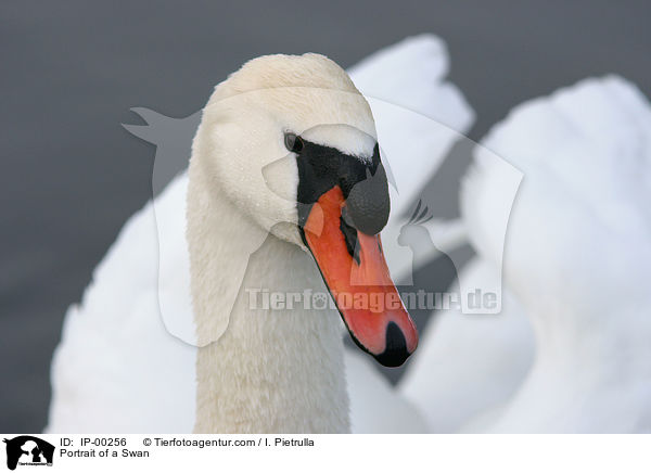 Hckerschwan im Portrait / Portrait of a Swan / IP-00256
