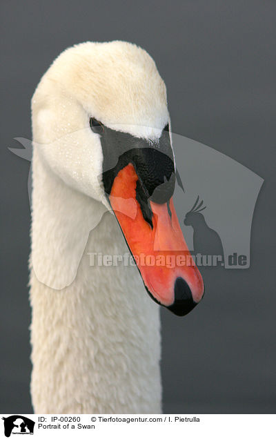 Portrait of a Swan / IP-00260