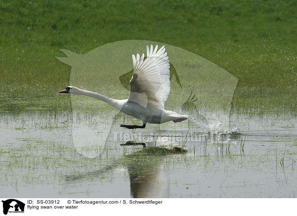 fliegender Schwan ber dem Wasser / flying swan over water / SS-03912
