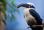 Panay tarictic hornbill