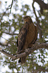 tawny eagle