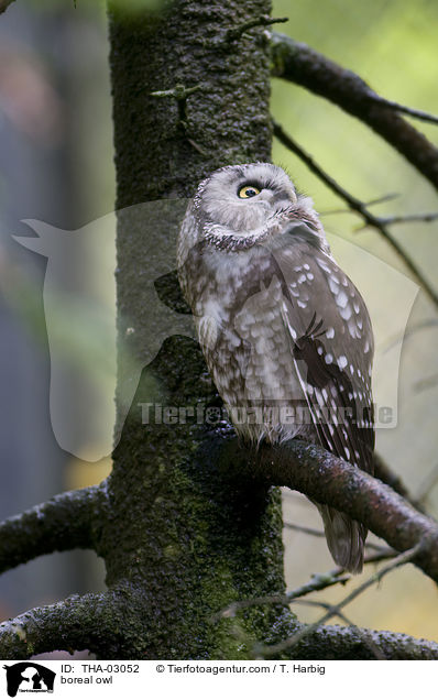 Raufukauz / boreal owl / THA-03052