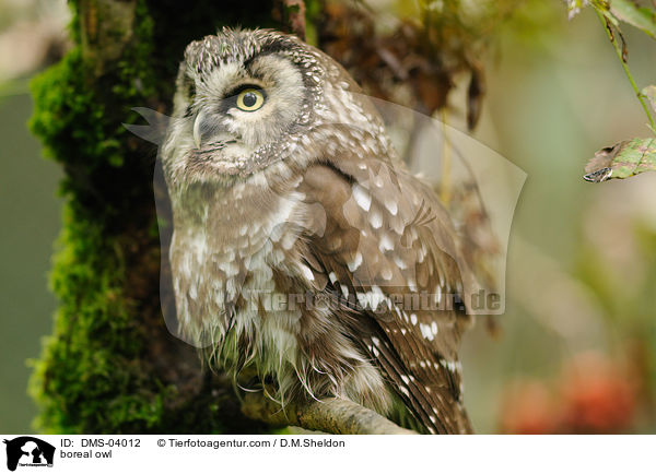 Raufukauz / boreal owl / DMS-04012