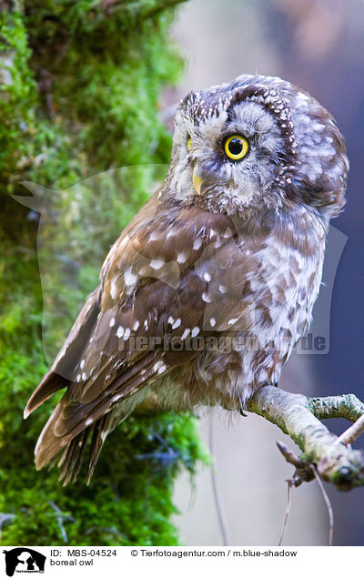 Raufukauz / boreal owl / MBS-04524