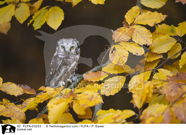 Raufukauz / boreal owl / FLPA-03253