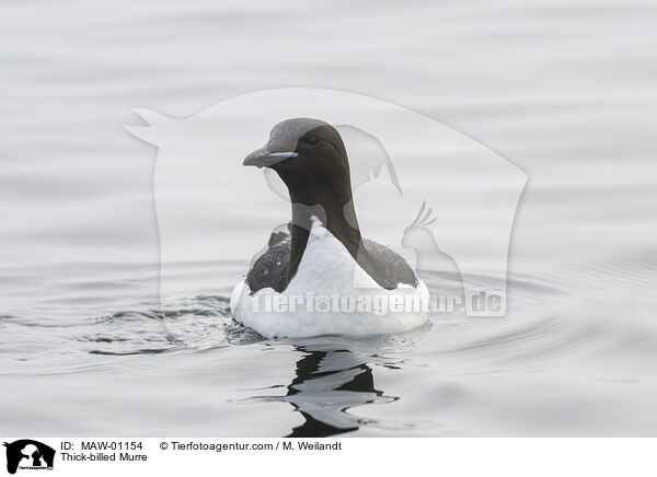 Dickschnabellumme / Thick-billed Murre / MAW-01154