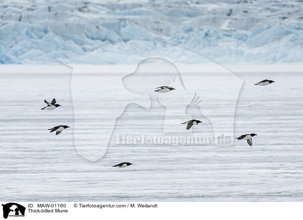 Dickschnabellumme / Thick-billed Murre / MAW-01160