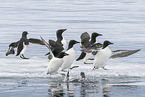 Thick-billed Murre