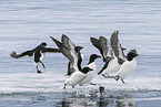 Thick-billed Murre