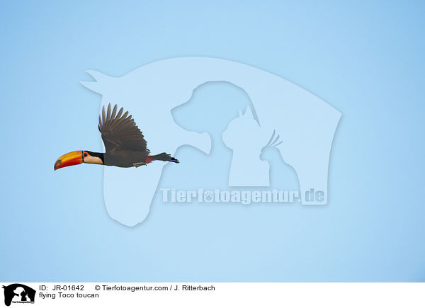 fliegender Riesentukan / flying Toco toucan / JR-01642