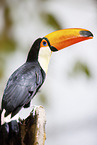 toucan