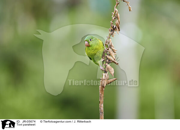 Tovi parakeet / JR-05674