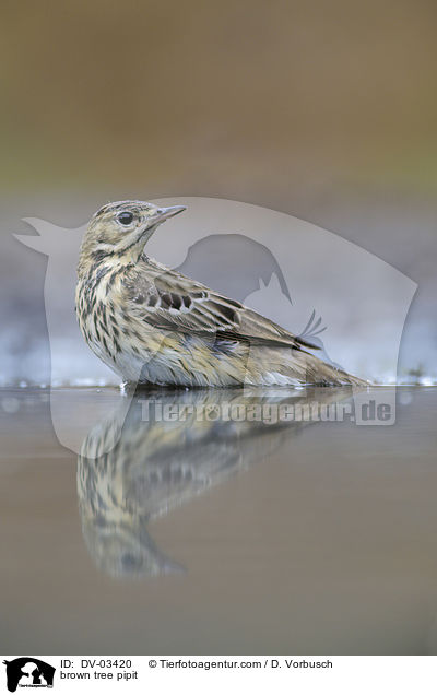 brown tree pipit / DV-03420