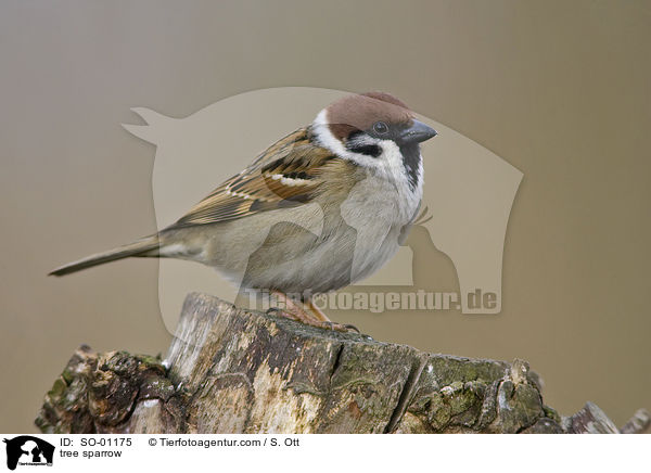 Feldsperling / tree sparrow / SO-01175