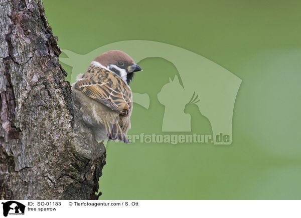 Feldsperling / tree sparrow / SO-01183