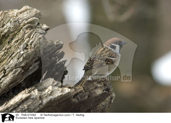 Feldsperling / Eurasian tree sparrow / THA-01492