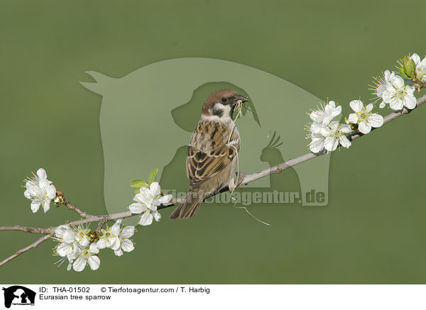 Feldsperling / Eurasian tree sparrow / THA-01502