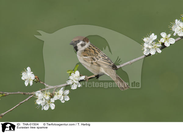 Feldsperling / Eurasian tree sparrow / THA-01504
