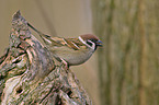 tree sparrow