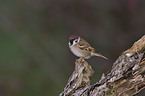 tree sparrow