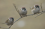 Eurasian tree sparrows