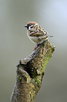 Tree Sparrow